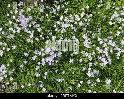 Ipheion uniflorum, Starflower Stock Photo