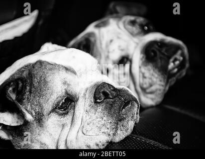 English bulldog dogs together, animals and nature, pedigree Stock Photo