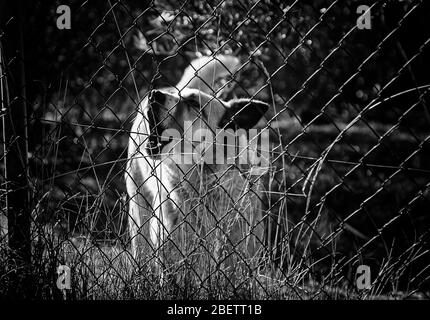 Abandoned dogs in the kennel, animals Stock Photo