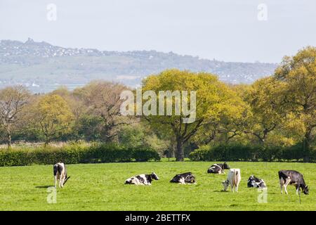 Herd of dairy cows cattle grazing on Cheshire farmland in a rural countryside landscape Stock Photo