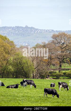 Herd of dairy cows cattle grazing on Cheshire farmland in a rural countryside landscape Stock Photo