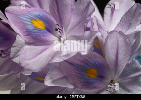 Macro photo of the beautiful flower Theylmitra latiloba. Stock Photo