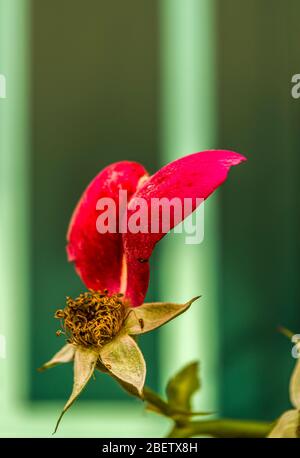 Flowered rose with a single red petal and several sepals, unobstructed view of the stamens against an isolated greenish background Stock Photo