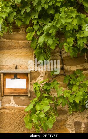 Wooden board with notice framed by wild wine with unripe grapes on a yellow sandstone wall Stock Photo
