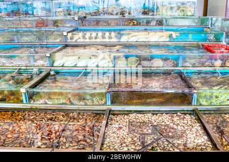 Live Fish and Shellfish in Tanks at a Chinese Seafood Restaurant Sai ...