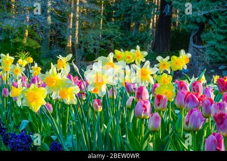 Spring Garden bed with daffodils and tulips Stock Photo