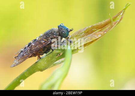 Horse fly close up extreme macro photography Stock Photo