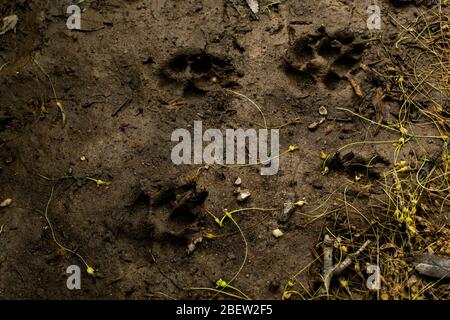 Dog Paw Prints in the Mud - Real Stock Photo