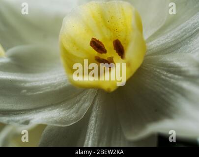 Macro of White and Yellow Daffodil Flower Stock Photo