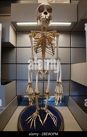 Chimpanzee skeleton, Natural History Museum, South Kensington, London Stock Photo