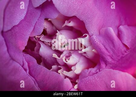 Macro image of a Peony flower with an ant on the petals. Stock Photo