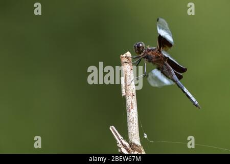 A Widow Skimmer Perched on a dead Tree Stock Photo