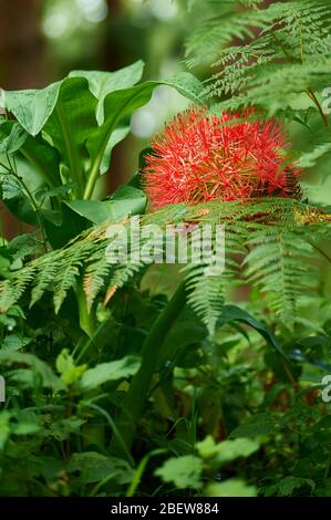 A blooming Fireball lily in the rain-forest on the slopes of Mt Meru, Northern Tanzania Stock Photo
