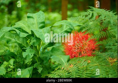 A blooming Fireball lily in the rain-forest on the slopes of Mt Meru, Northern Tanzania Stock Photo