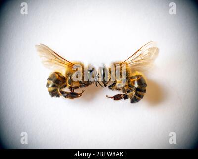 Two bees on a white background Stock Photo
