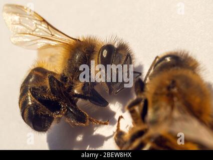 Detail of two bees on a white background Stock Photo