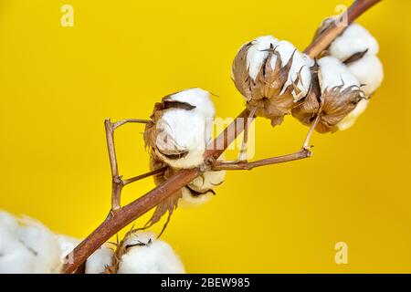 Cotton plant stem. Branch of white dry cotton flowers on yellow background, selective focus. Natural organic eco-friendly material Stock Photo