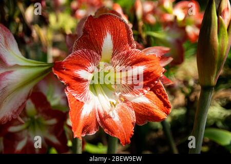 Beautiful red and white Barbados Lily in full bloom with its large, delicate petals open wide as it soaks up the sunlight in a botanical garden on a s Stock Photo