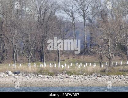 New York, United States. 15th Apr, 2020. Graves are marked with white stakes on Hart Island in New York City on Wednesday, April 15, 2020. For almost two centuries, New York City has used Hart Island as a place where unclaimed bodies can be buried and laid to rest. Due to Coronavirus burials here have increased. New York City's death count has now increased to more than 10,000. Photo by John Angelillo/UPI Credit: UPI/Alamy Live News Stock Photo