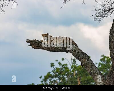 King cheetah in tree Stock Photo - Alamy