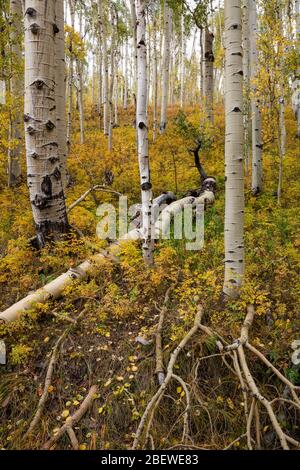 Aspen forest in autumn, Ophir, Colorado Stock Photo