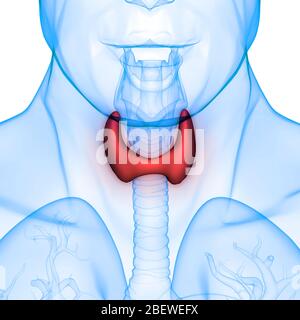 Human Glands Lobes of Thyroid Gland Anatomy Stock Photo