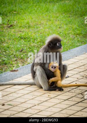 Mother Dusky monkey holding orange baby on sidewalk in Lommuak Thailand Stock Photo