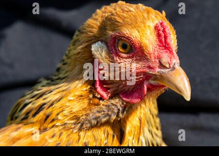 Alert Buff Brahma Chicken looking at the camera Stock Photo