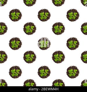 Seamless pattern.Tomato seedlings on white background. young tomatoes grow in a tray top view Stock Photo