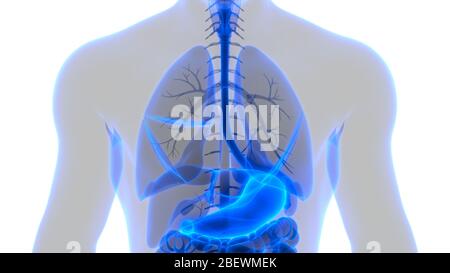 Human Digestive System Stomach Anatomy Stock Photo