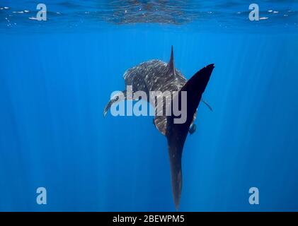 View from behind of whale shark (Rhincodon typus) swimming at the surface in the eastern Pacific Ocean, Mexico, color Stock Photo
