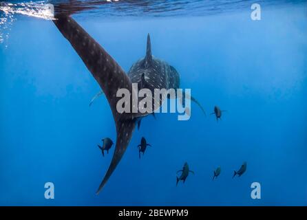 Whale shark (Rhincodon typus) tail breaks the surface as it swims with black jacks (Caranx lugubris) in the eastern Pacific Ocean, Mexico, color Stock Photo