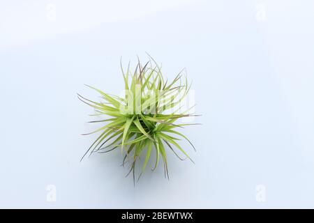 Close up tillandsia aeranthos miniata   against white background Stock Photo