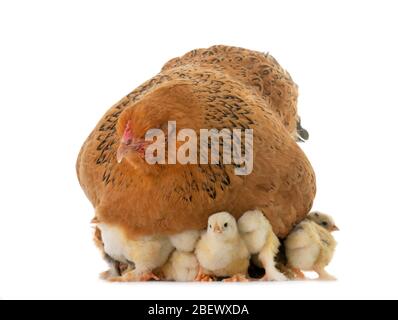 brahma chicken and chicks in a studio Stock Photo