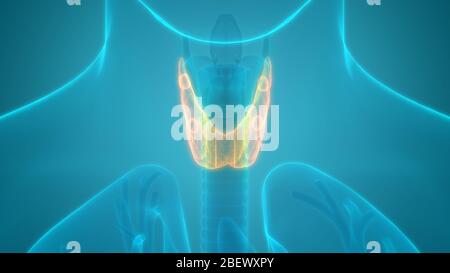 Human Glands Thyroid Gland Anatomy Stock Photo