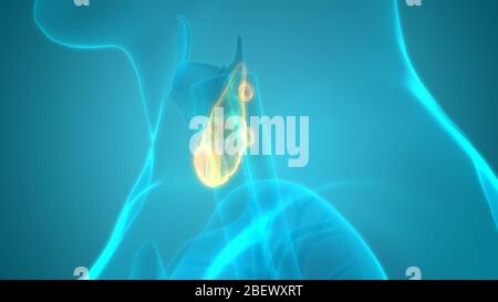 Human Glands Thyroid Gland Anatomy Stock Photo