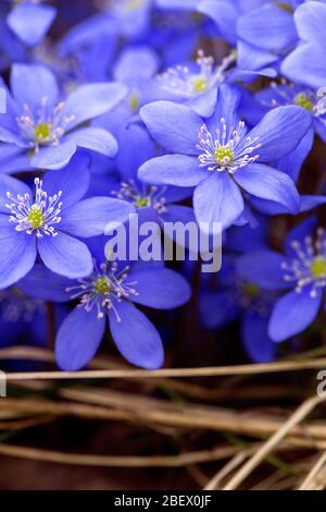Beautiful flowers hepatica in spring. First blue spring flowers. Early flowers blooming Stock Photo
