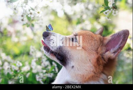 red dog Corgi puppy sits in a Sunny spring garden surrounded by branches of a blooming white cherry tree with a small blue butterfly on its nose Stock Photo