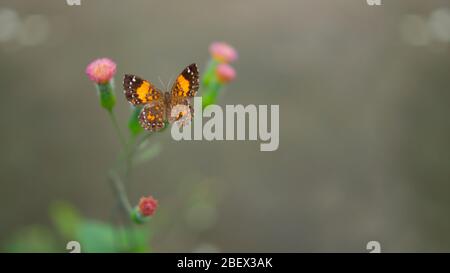 Top view of yellow and brown butterfly with white dots resting on a small pink flower with the green stem with an unfocused gray background Stock Photo