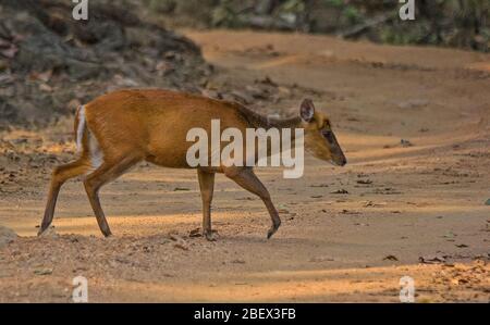 A female Barking deer crossing the safari track at Kanha National Park, Madhya Pradesh, India Stock Photo