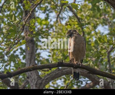 A Crested Serpent Eagle resting on branch of a tree at Kanha National Park, Madhya Pradesh, India Stock Photo