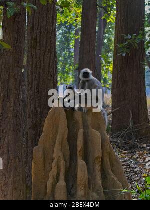 A baby langur with mother langur posing on a termite mound at Kanha National Park, Madhya Pradesh, India