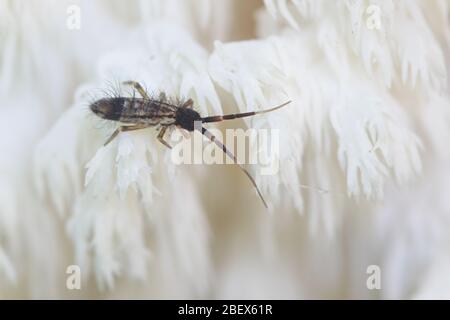 Springtail (Collembola) feeding on coral tooth fungus (Hericium coralloides) Stock Photo