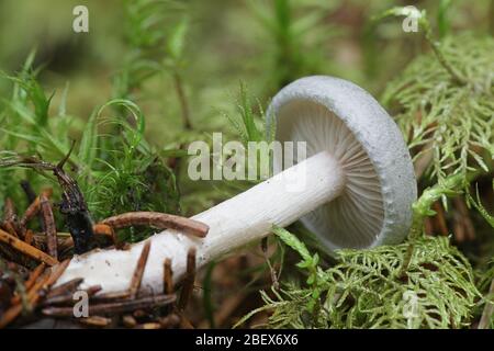 Clitocybe odora, known as aniseed toadstool, aniseed funnelcap or aniseed funnel, wild mushroom from Finland Stock Photo