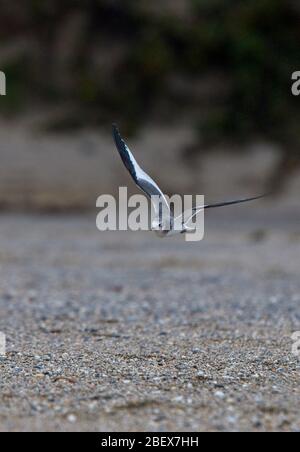 Sabine's Gull (Larus sabini), juvenile in flight, Marazion, Cornwall, England, UK. Stock Photo