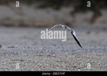 Sabine's Gull (Larus sabini), juvenile in flight, Marazion, Cornwall, England, UK. Stock Photo