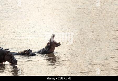 Hippo with open mouth and big teeth Stock Photo