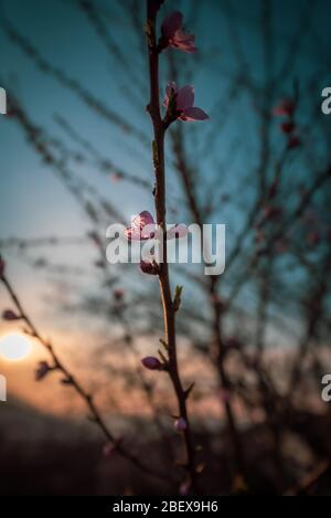 Closeup image of tree blossom at springtime in the beautiful region of Belogradchik, Bulgaria Stock Photo