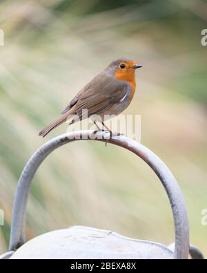 Robin - erithacus rubecula - perching on old metal watering can handle - UK Stock Photo