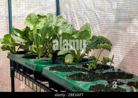 growing spinach and other vegetables in cheap small greenhouse at home hobby during coronavirus lockdown plants garden Newtownabbey Northern Ireland U Stock Photo